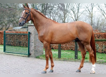 Bavarian Warmblood, Stallion, 9 years, 16.2 hh, Chestnut-Red