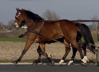 Polacco, Castrone, 11 Anni, 170 cm, Baio