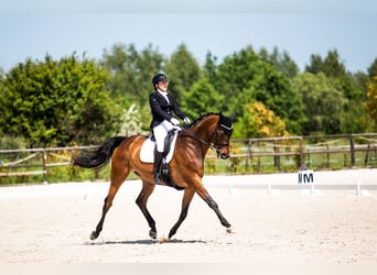 Polacco, Castrone, 13 Anni, 175 cm, Baio