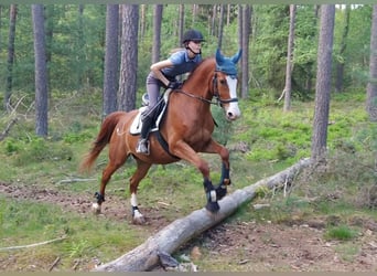 Polacco, Castrone, 14 Anni, 170 cm, Sauro