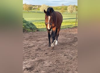 Polacco, Castrone, 15 Anni, 170 cm, Baio