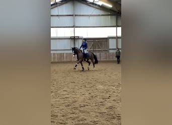 Polacco, Castrone, 17 Anni, 148 cm, Baio