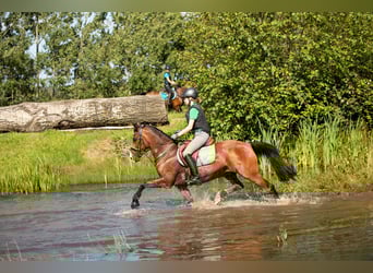 Polacco, Castrone, 17 Anni, 148 cm, Baio