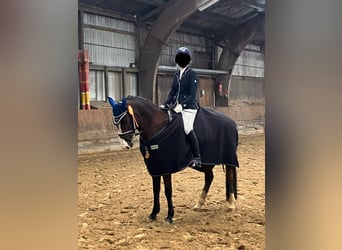 Polacco, Castrone, 17 Anni, 148 cm, Baio