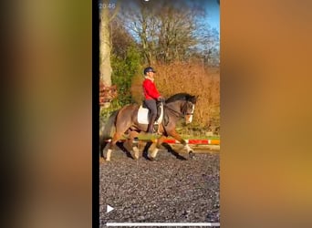 Polacco, Castrone, 17 Anni, 148 cm, Baio