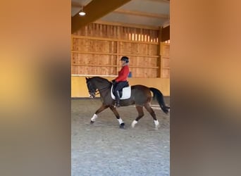 Polacco, Castrone, 17 Anni, 148 cm, Baio