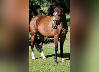 Polacco, Castrone, 4 Anni, 165 cm, Baio