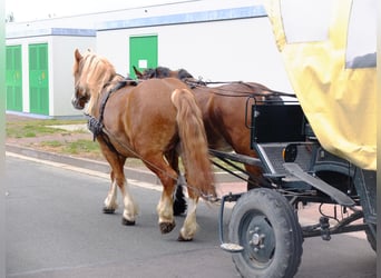 Polacco Mix, Castrone, 5 Anni, 158 cm, Sauro