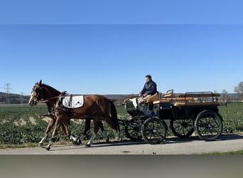 Polacco, Castrone, 5 Anni, 164 cm, Sauro