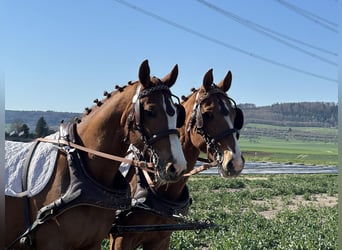 Polacco, Castrone, 5 Anni, 164 cm, Sauro
