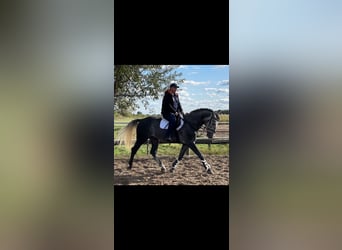 Polacco, Castrone, 5 Anni, 168 cm, Grigio ferro