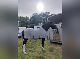 Polacco, Castrone, 6 Anni, 175 cm, Pezzato
