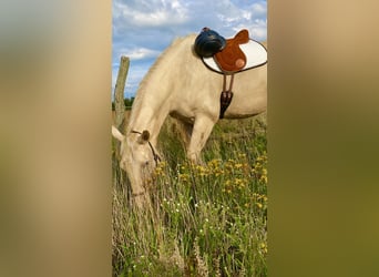Polacco, Castrone, 6 Anni, 178 cm, Palomino