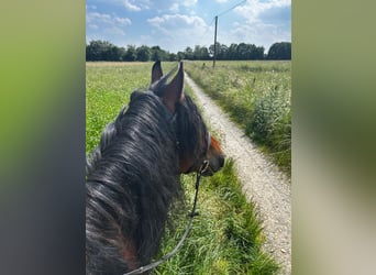 Polacco, Castrone, 7 Anni, 162 cm