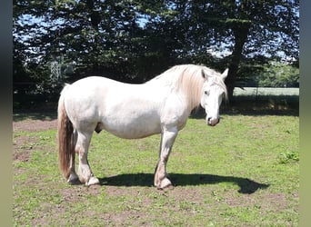 Polacco da Tiro, Castrone, 11 Anni, 160 cm, Grigio