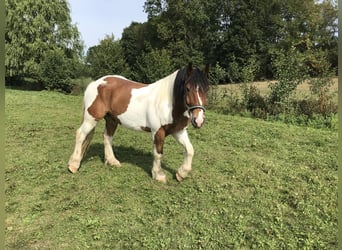 Polacco da Tiro, Castrone, 12 Anni, 160 cm, Pezzato