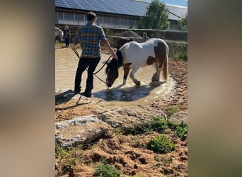 Polacco da Tiro, Castrone, 12 Anni, 160 cm, Pezzato