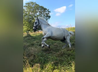 Polacco da Tiro, Castrone, 13 Anni, 155 cm, Grigio