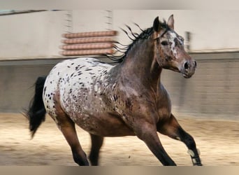 Polacco da Tiro, Castrone, 2 Anni, 161 cm, Leopard