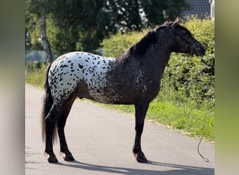 Polacco da Tiro, Castrone, 2 Anni, 162 cm, Leopard