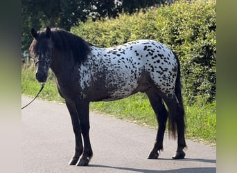 Polacco da Tiro, Castrone, 2 Anni, 162 cm, Leopard