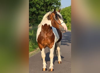 Polacco da Tiro, Castrone, 3 Anni, 154 cm, Pezzato
