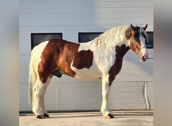 Polacco da Tiro, Castrone, 3 Anni, 154 cm, Pezzato