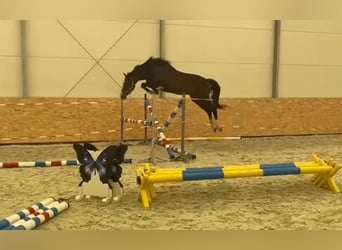 Polacco da Tiro Mix, Castrone, 3 Anni, 160 cm, Baio scuro