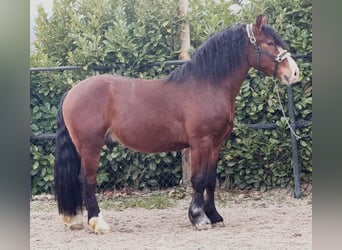 Polacco da Tiro, Castrone, 3 Anni, 161 cm, Baio
