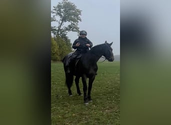 Polacco da Tiro, Castrone, 3 Anni, 162 cm, Baio scuro