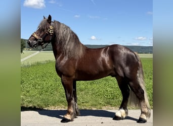 Polacco da Tiro, Castrone, 3 Anni, 164 cm, Sauro scuro