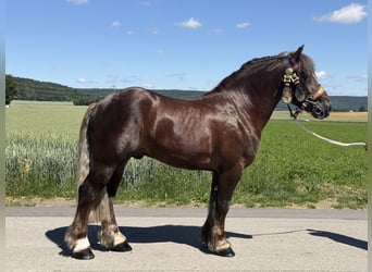 Polacco da Tiro, Castrone, 3 Anni, 164 cm, Sauro scuro