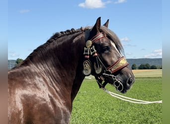 Polacco da Tiro, Castrone, 3 Anni, 164 cm, Sauro scuro
