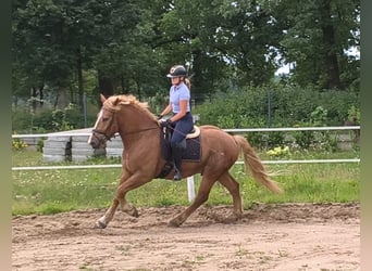 Polacco da Tiro Mix, Castrone, 3 Anni, 166 cm, Sauro