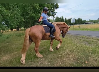 Polacco da Tiro Mix, Castrone, 3 Anni, 166 cm, Sauro