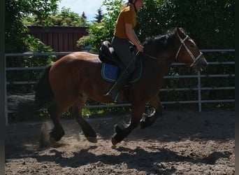 Polacco da Tiro, Castrone, 4 Anni, 155 cm, Baio chiaro