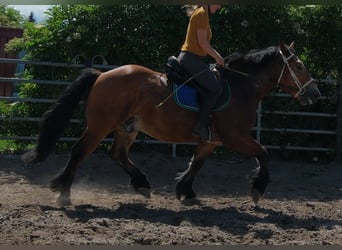 Polacco da Tiro, Castrone, 4 Anni, 155 cm, Baio chiaro