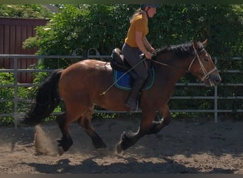 Polacco da Tiro, Castrone, 4 Anni, 155 cm, Baio chiaro