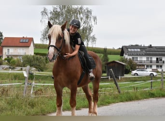 Polacco da Tiro, Castrone, 4 Anni, 157 cm, Sauro