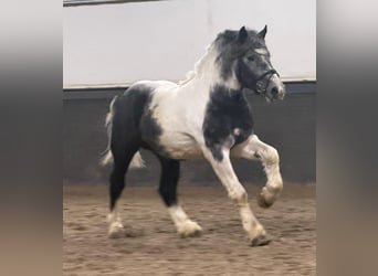 Polacco da Tiro, Castrone, 4 Anni, 160 cm, Pezzato