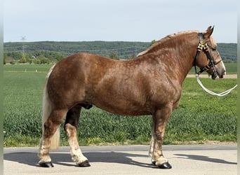 Polacco da Tiro, Castrone, 4 Anni, 165 cm, Sauro scuro