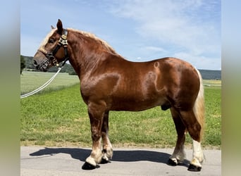 Polacco da Tiro, Castrone, 4 Anni, 166 cm, Sauro scuro