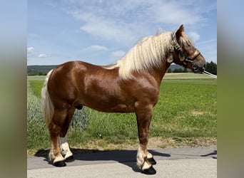 Polacco da Tiro, Castrone, 4 Anni, 166 cm, Sauro scuro