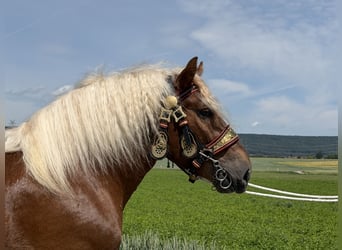 Polacco da Tiro, Castrone, 4 Anni, 166 cm, Sauro scuro