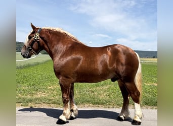 Polacco da Tiro, Castrone, 4 Anni, 166 cm, Sauro scuro