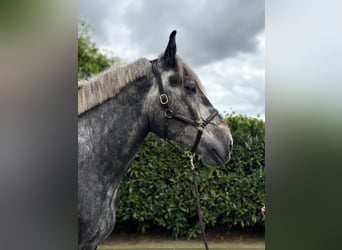 Polacco da Tiro, Castrone, 4 Anni, 175 cm, Grigio pezzato