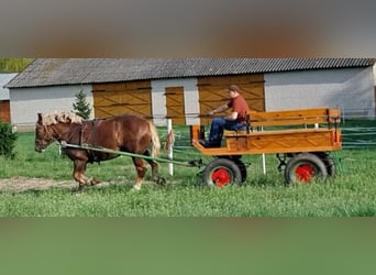 Polacco da Tiro, Castrone, 4 Anni, Sauro
