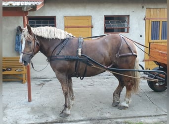 Polacco da Tiro, Castrone, 4 Anni, Sauro