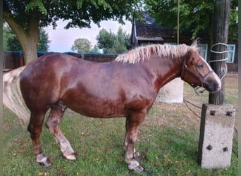 Polacco da Tiro, Castrone, 4 Anni, Sauro