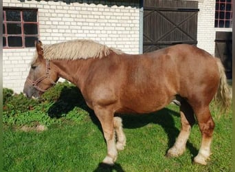 Polacco da Tiro, Castrone, 4 Anni, Sauro